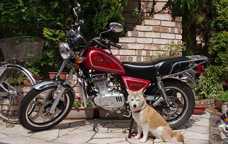 我が家の愛犬とGN125-2F