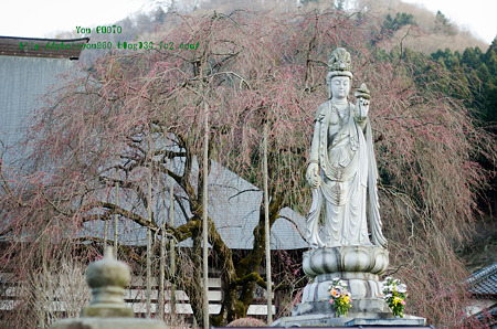 甘楽町宝積寺のしだれ桜