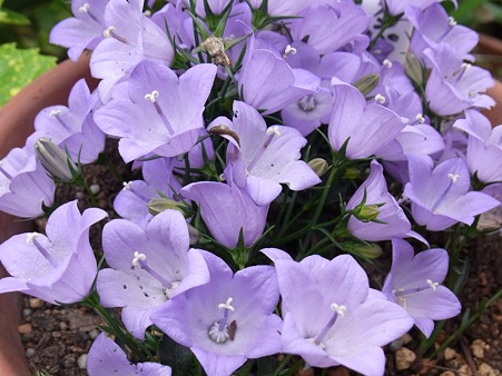 庭の花