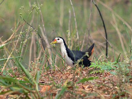 シロハラクイナ(White-breasted Waterhen) DSC_2881_R