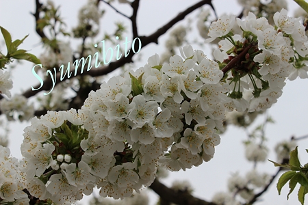 サクランボの花