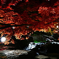 『輝紅。。。』　～白鳥庭園～