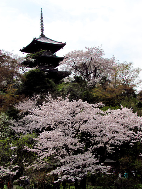Photos: 「land2015」　桜と三重塔