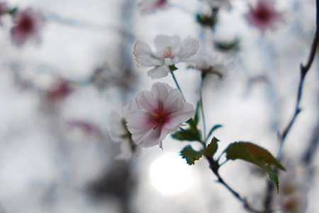 ジュウガツザクラ'Autumnalis' Higan Cherry