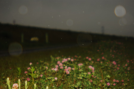 Dusk and rain and flowers.