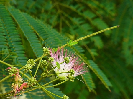 R0015116