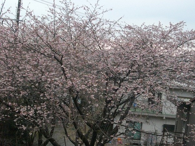 IMGP4468