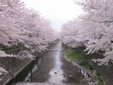 恩田川の桜