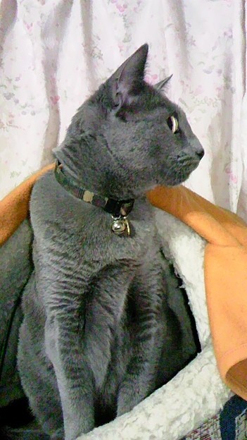猫の横顔てめちゃかっこいい 写真共有サイト フォト蔵