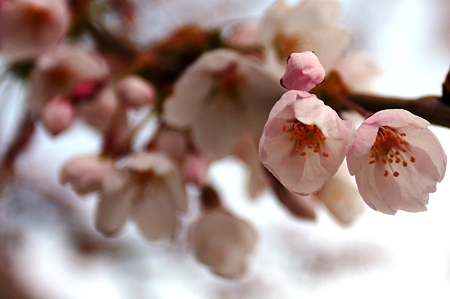桜咲く