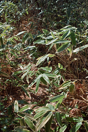 bamboo_bush03142012dp2
