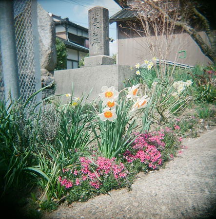 flower04212011holga
