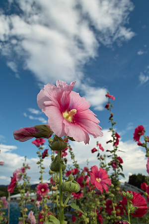 Flower07092011sd15-03