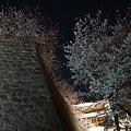 Photos: 松山城の石垣と夜桜