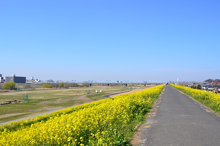 春の便り(菜の花)@江戸川河川敷