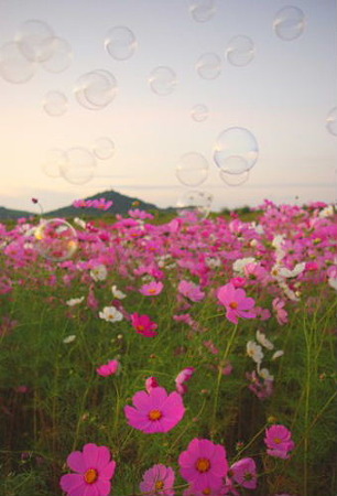 IMGP8050_1016