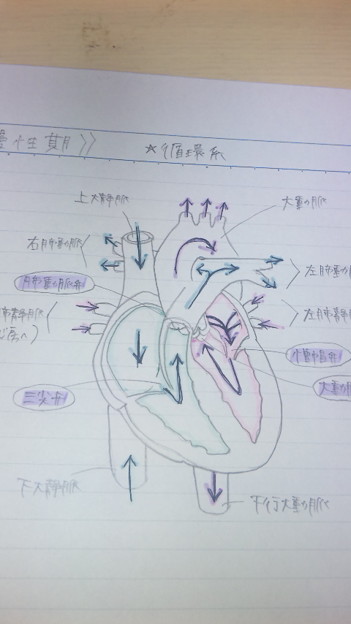 やばい自分の描いた心臓の絵 写真共有サイト フォト蔵