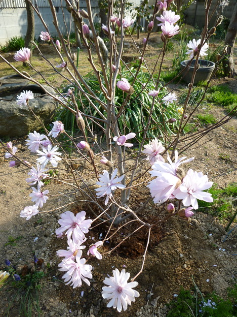 可憐な姫コブシの花 写真共有サイト フォト蔵