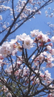 三次の桜3