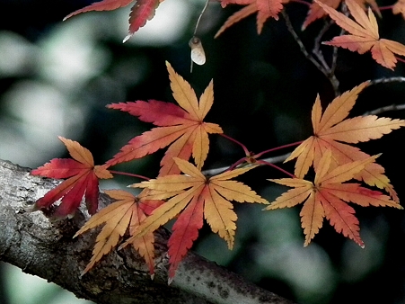 紅葉 029