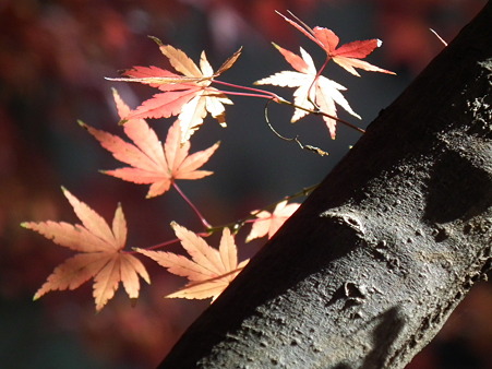 紅葉 059