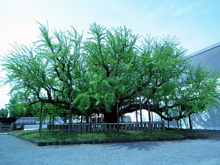 17西本願寺