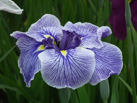 27北山公園・花菖蒲