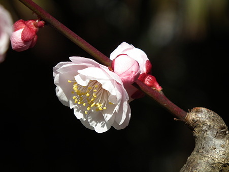 DSCF0286