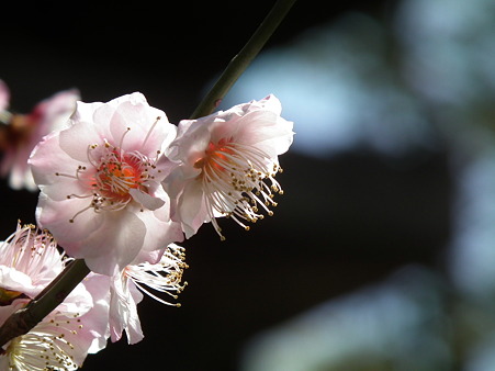 DSCF0066