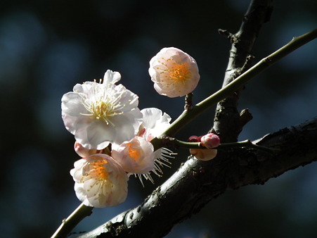 DSCF0075