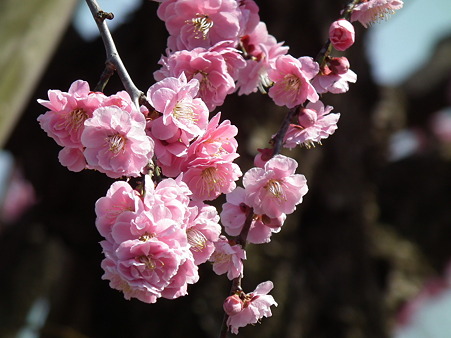 DSCF0221