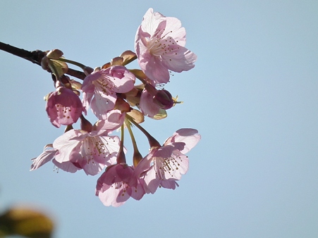 DSCF0129