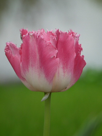 DSCF0334