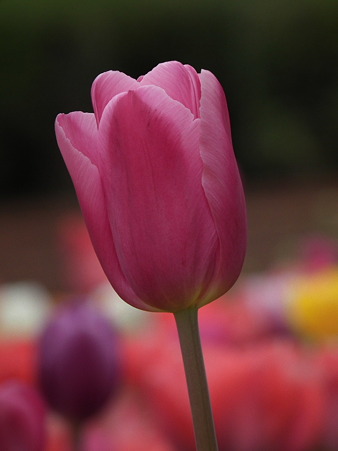 DSCF0026