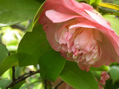 DSCF0195