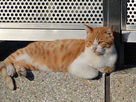 貫禄充分猫