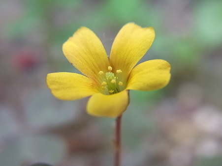 カタバミの花