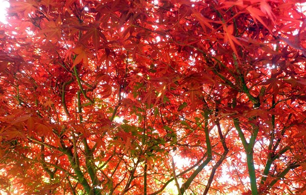 春の紅葉 自宅のモミジ 写真共有サイト フォト蔵