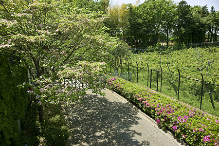 ichikawa110508002