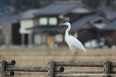 ダイサギ