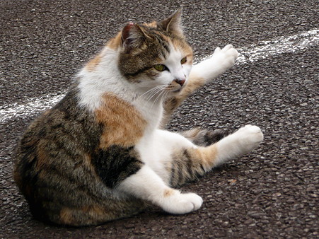 岩本山の猫たち