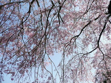 白尾山公園の桜