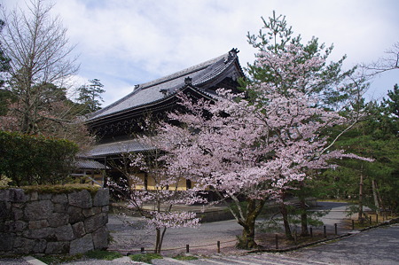 南禅寺の桜
