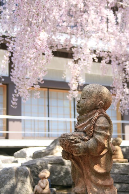 Img 3344六角堂 頂法寺 十六羅漢と邪鬼と六角堂御幸桜 紅枝垂桜 写真共有サイト フォト蔵