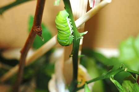 2011年09月09日_DSC_1140ナミアゲハの前蛹化