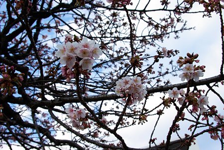 今年最初の｢桜便り｣　あたみ桜(2)