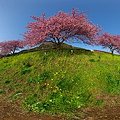 2012年3月6日　南伊豆町　｢みなみ桜｣ 360度パノラマ写真(1)