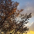 2012年4月7日　駿府城公園　夕昏時の桜