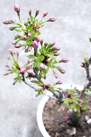 鉢植えの桜、もうすぐ開花！