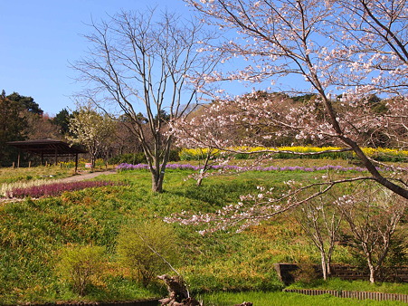 2012 桜 延岡